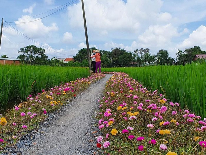 Con đường hoa đi xuyên qua cánh đồng của chị Hương tại xã Quy Đức thu hút nhiều người tới chụp ảnh. Ảnh: ĐẶNG LÊ