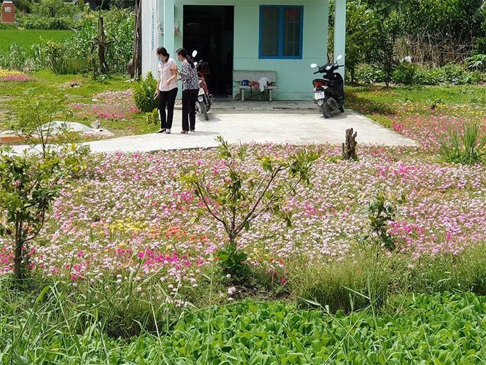 Vườn hoa mười giờ trước căn nhà nhỏ của bà Nguyễn Thị Sậu cũng là điểm “check in” của rất nhiều người. Ảnh: ĐẶNG LÊ