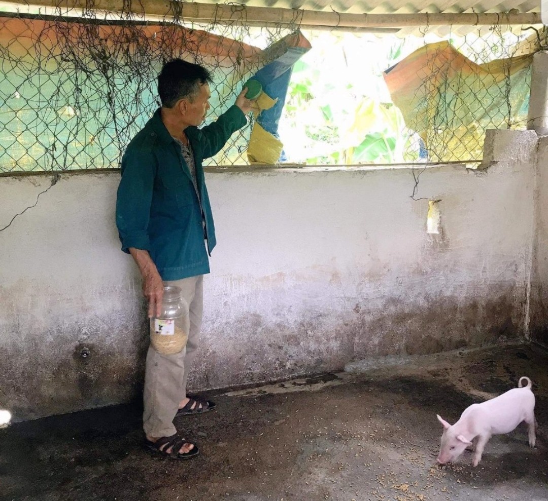 Kẻ gian cắt lưới B40 bảo vệ chuồng trại để trộm lợn giống của gia đình bà Phạm Thị Kim ở thôn Tân Hào, Tân Liên, Hướng Hóa - Ảnh: K.K.S