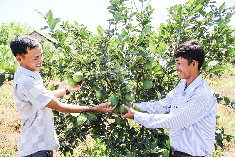 Cây cam trở thành cây trồng có thế mạnh ở vùng gò đồi Hải Lâm. Ảnh: HN