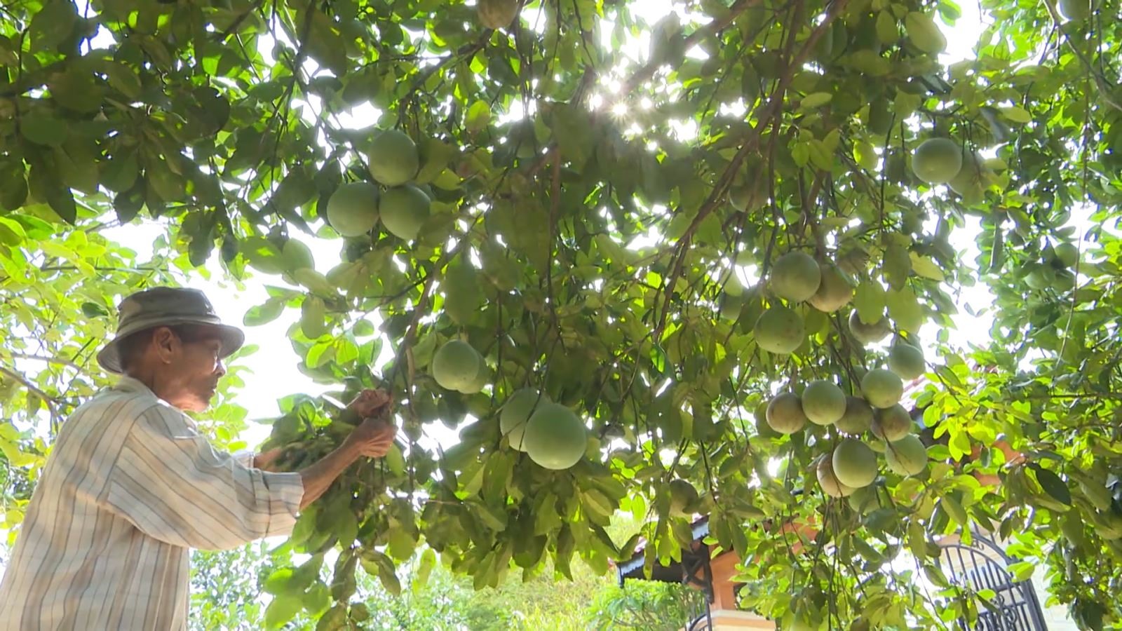 Mô hình trồng cây ăn quả mang lại thu nhập cao cho nhiều gia đình ở Cam Lộ