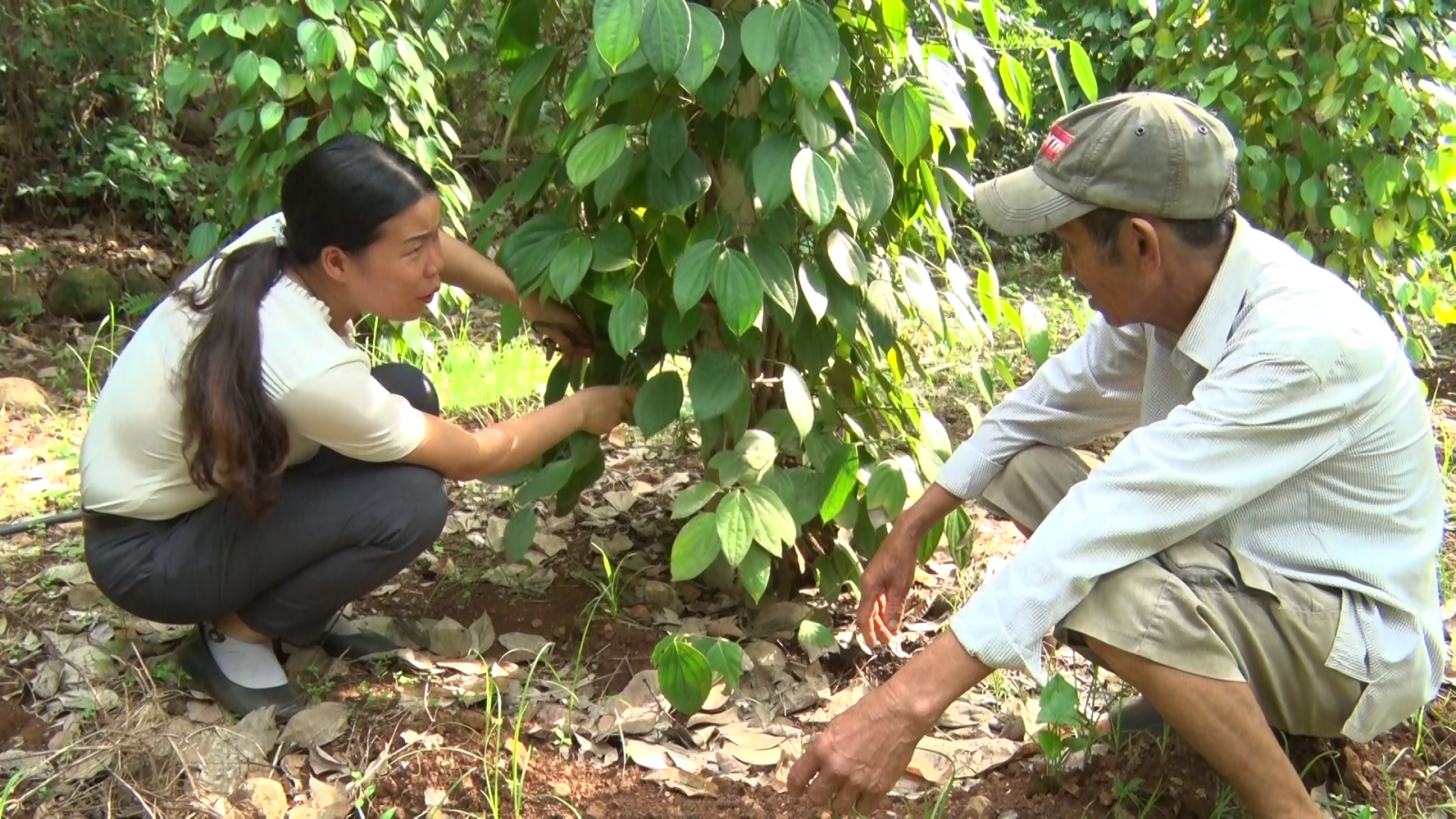 Thạc sĩ  Võ Thị Tuyết Trinh, Trạm trưởng Trạm Trồng trọt và Bảo vệ thực vật huyện Gio Linh hướng dẫn nông dân cắt cành và dây lươn sát mặt đất
