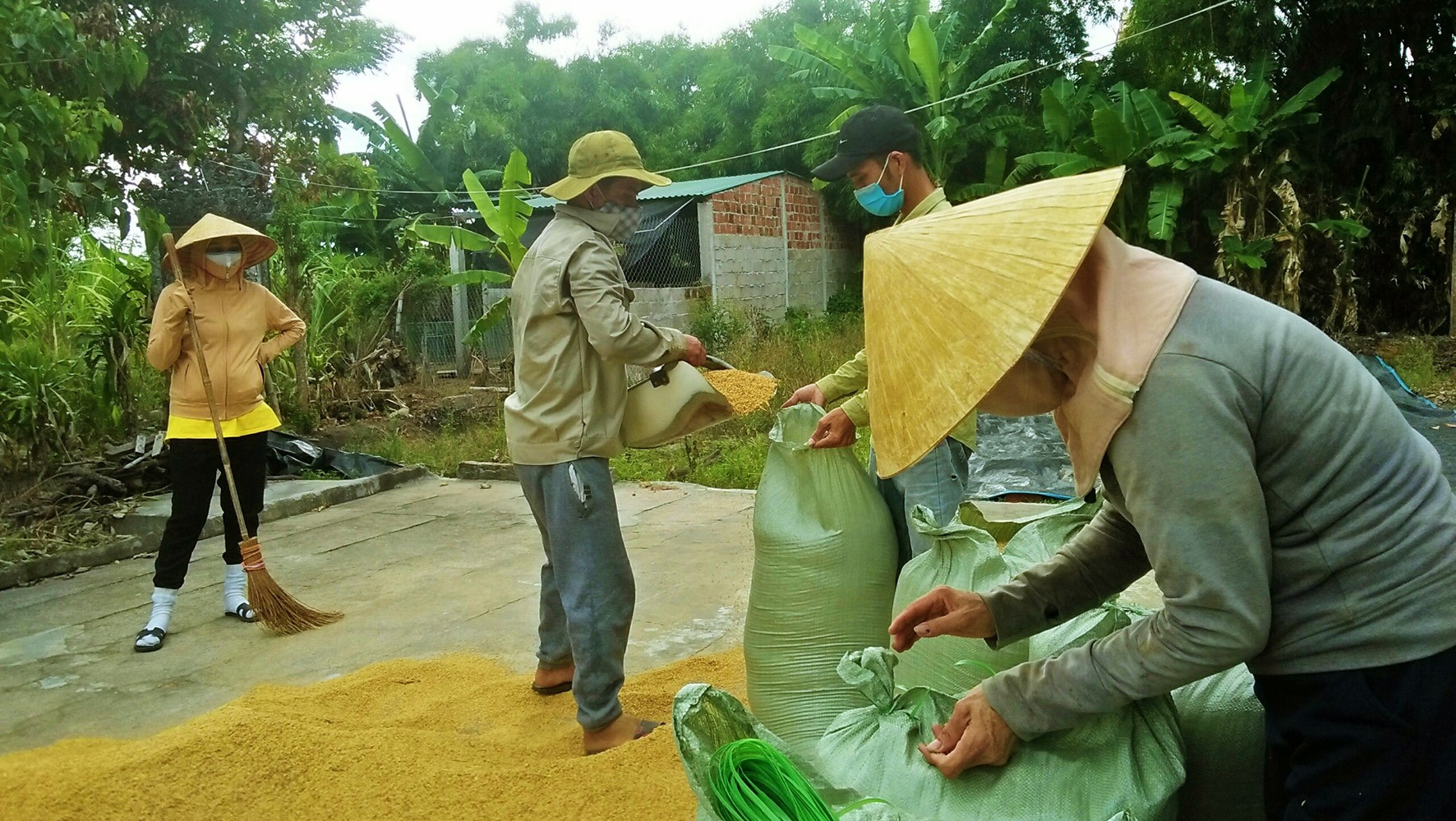 Đoàn viên, thanh niên thôn Kim Giao thu gom, cất trữ lúa giúp gia đình chị L.T.H. - Ảnh: Q.H