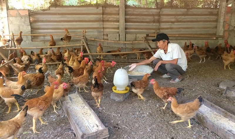 CCB Trần Lạc chăm sóc đàn gà