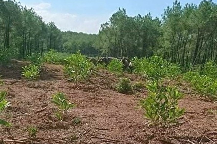 Đàn trâu hoang xuất hiện ở diện tích rừng mới trồng. Ảnh: NDCC.