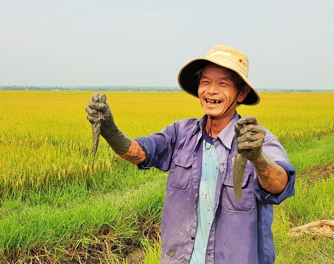 Niềm vui của nông dân trồng lúa hữu cơ Vĩnh Thủy khi vừa thu hoạch lúa lại bắt được nhiều cá