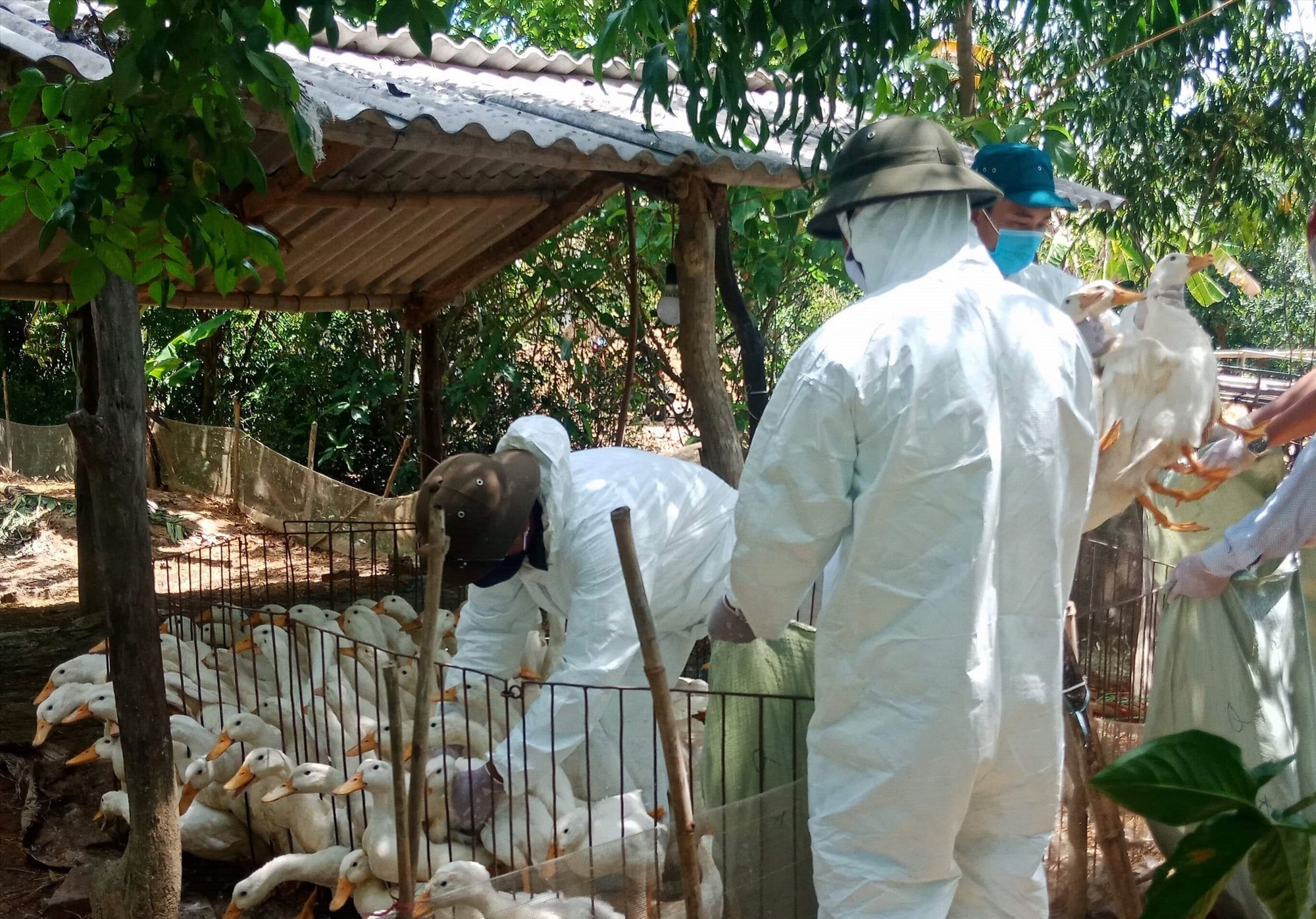 Tiêu hủy đàn vịt bị bệnh cúm gia cầm H5N6 tại xã Vĩnh Lâm, huyện Vĩnh Linh​