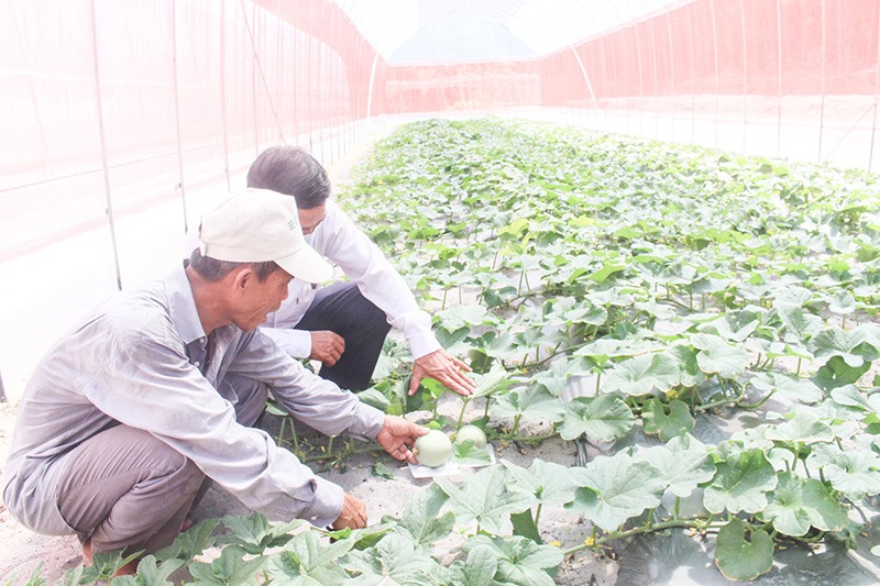 Mô hình trồng dưa lưới áp dụng công nghệ cao của hộ gia đình ở xã Triệu Sơn - Ảnh: K.S​