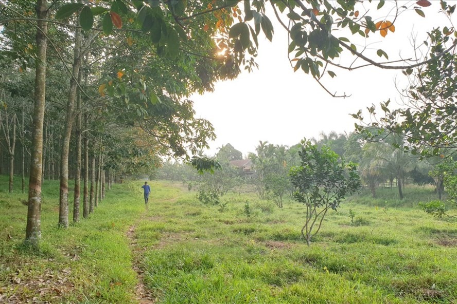 Diện tích đất rừng tại xã Cam Tuyền (huyện Cam Lộ) bị xâm chiếm để làm trang trại đã được trả lại sau phản ánh của Báo Lao Động. Ảnh: Hưng Thơ.