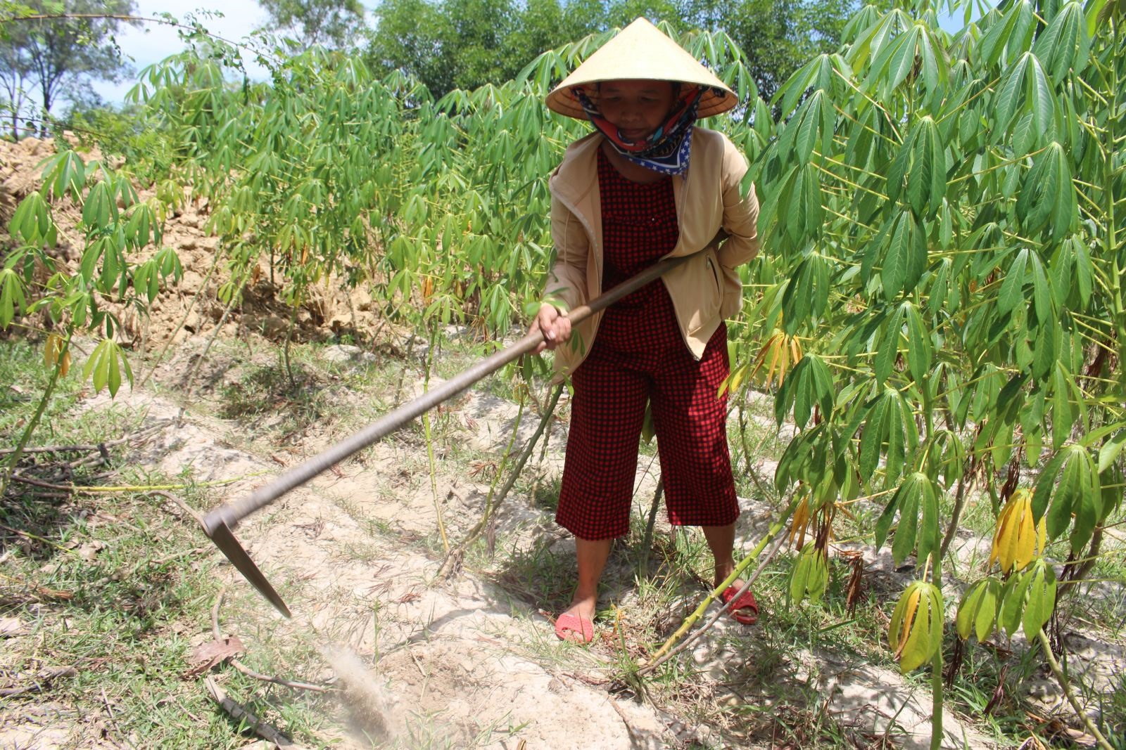 Với sự cần cù, chăm chỉ, gia đình chị Yên có thu nhập hơn 150 triệu đồng/năm từ việc trồng trọt, chăn nuôi