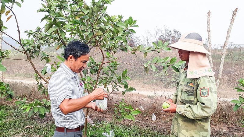 Ngày càng có nhiều nông dân ở Hướng Hóa đầu tư phát triển mô hình cây ăn quả sạch - Ảnh: N.T​