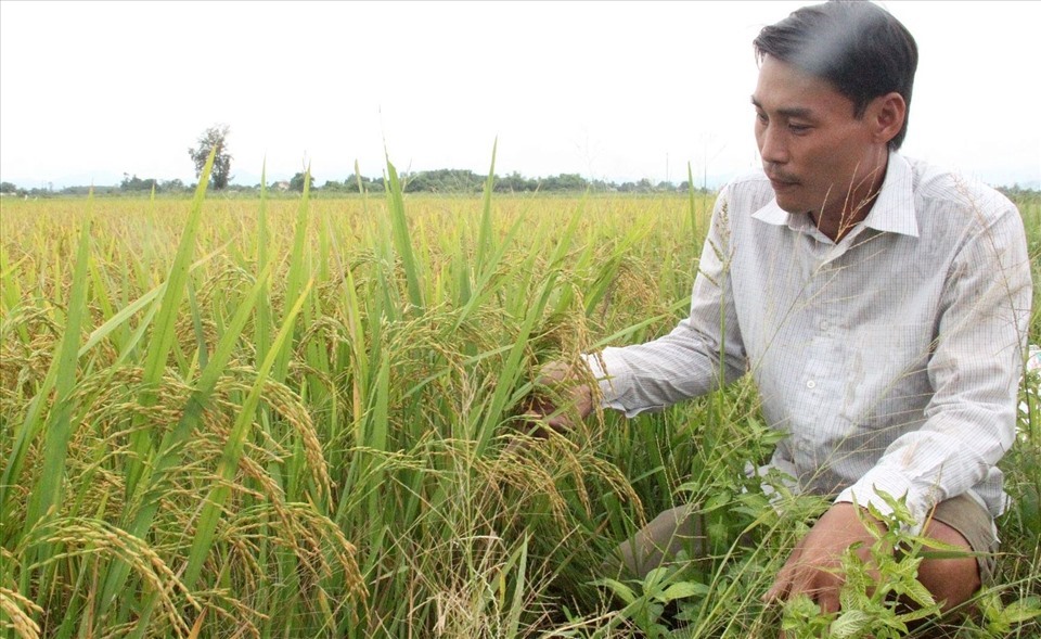 Lúa chưa chín vàng, nhưng nông dân ở Quảng Trị chấp nhận thu hoạch để chạy bão. Ảnh: HT.