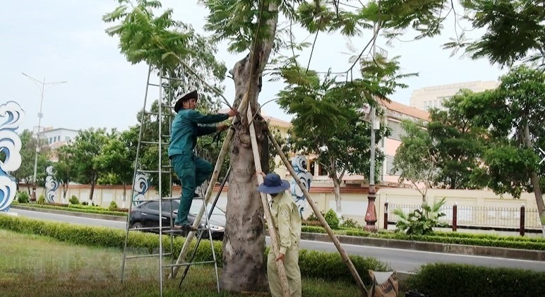 Cây xanh tại công viên và dọc các tuyến đường trung tâm thành phố Đồng Hới được công nhân cắt tỉa, chằng chống cẩn thận. (Ảnh: Võ Dung/TTXVN)