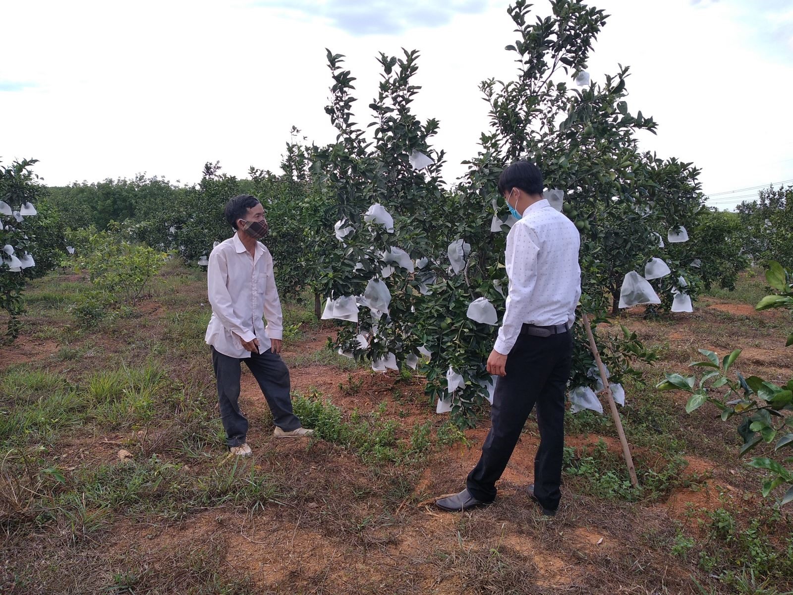 Mô hình trồng cam VietGap của người dân tại Gio Linh đã sử dụng màng bọc quả tránh côn trùng thay cho thuốc bảo vệ thực vật.