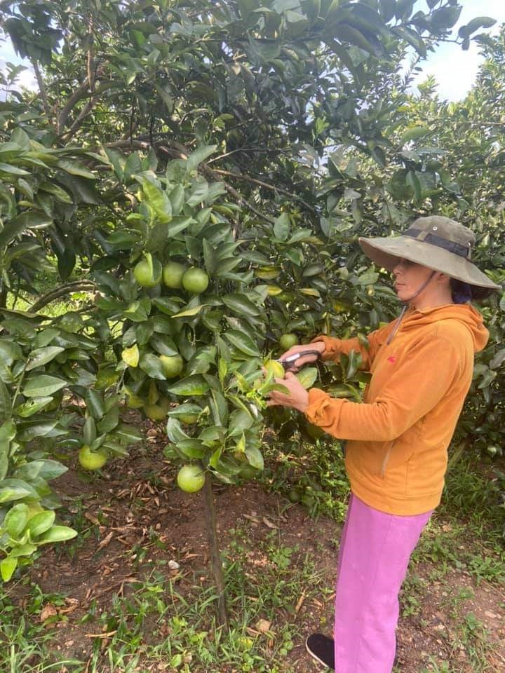 Việc sản suất cam theo hướng hữu cơ giúp người dân xã Hải Phú thu nhập gấp 2 lần so với  canh tác truyền thống