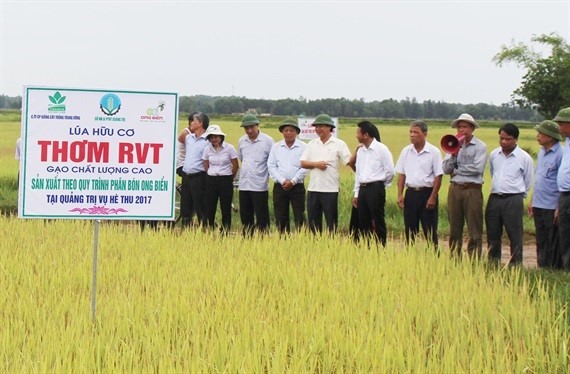 Ruộng lúa sản xuất theo quy trình hữu cơ tại thôn Phước Thị