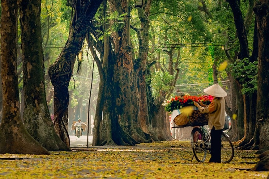 Lòng người xốn xang mỗi độ thu về bởi sắc lá vàng óng ánh trải dài khắp phố phường Hà thành. (Ảnh: Minh Hiếu/Vietnam+)