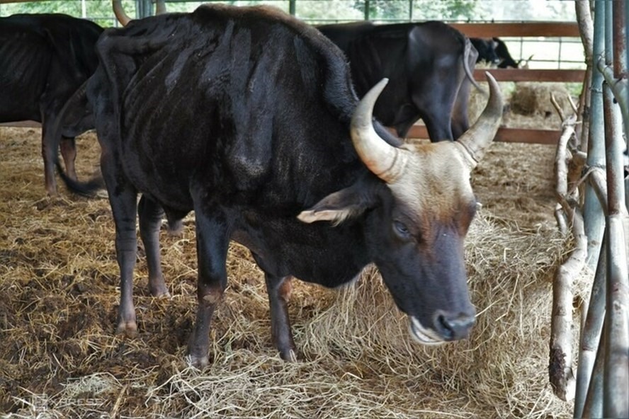 Những con bò trong dự án nghiên cứu khoa học trị giá 5 tỉ đồng gầy đến mức sắp chết đói. Ảnh: Vnexpress