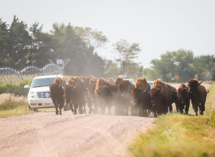 Những con bò rừng bison phân tán thành nhiều nhóm nhỏ sau khi trốn thoát khỏi một cơ sở ở bang Nebraska, Mỹ. Ảnh: New York Times.