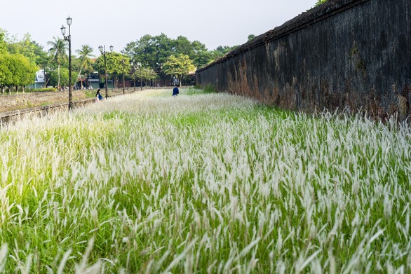 Hầu như 4 mặt của Kinh thành Huế đều có cỏ tranh nở bung trắng xóa - Ảnh: KELVIN LONG