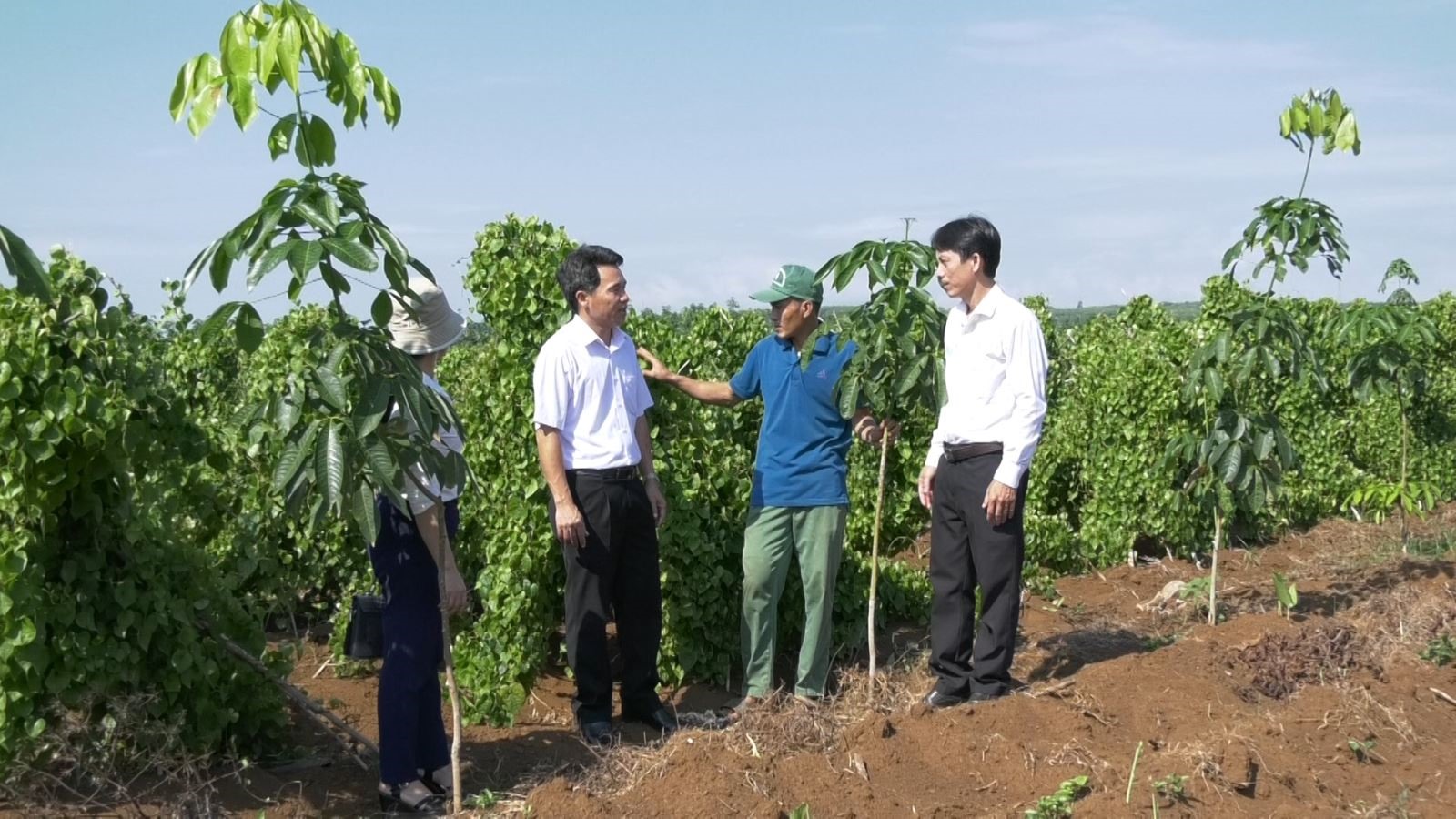 Mô hình trồng xen cây ngắn ngày trong vườn cao su tái canh của Nông trường Trường Sơn là một mô hình tiêu biểu của Công ty TNHH MTV Cao su Quảng Trị