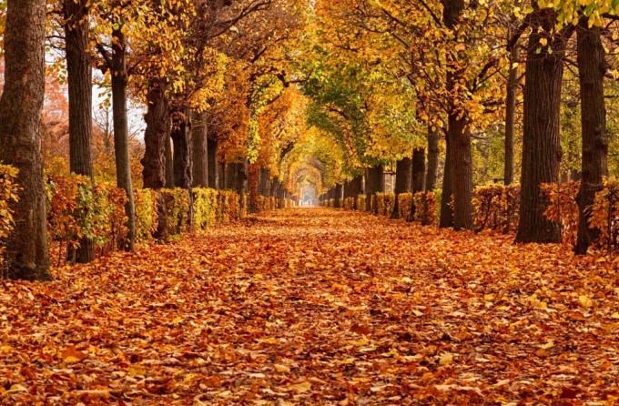 Trong ảnh, con đường đầy lá tại một công viên ở Vienna, Áo. Ảnh: Getty.