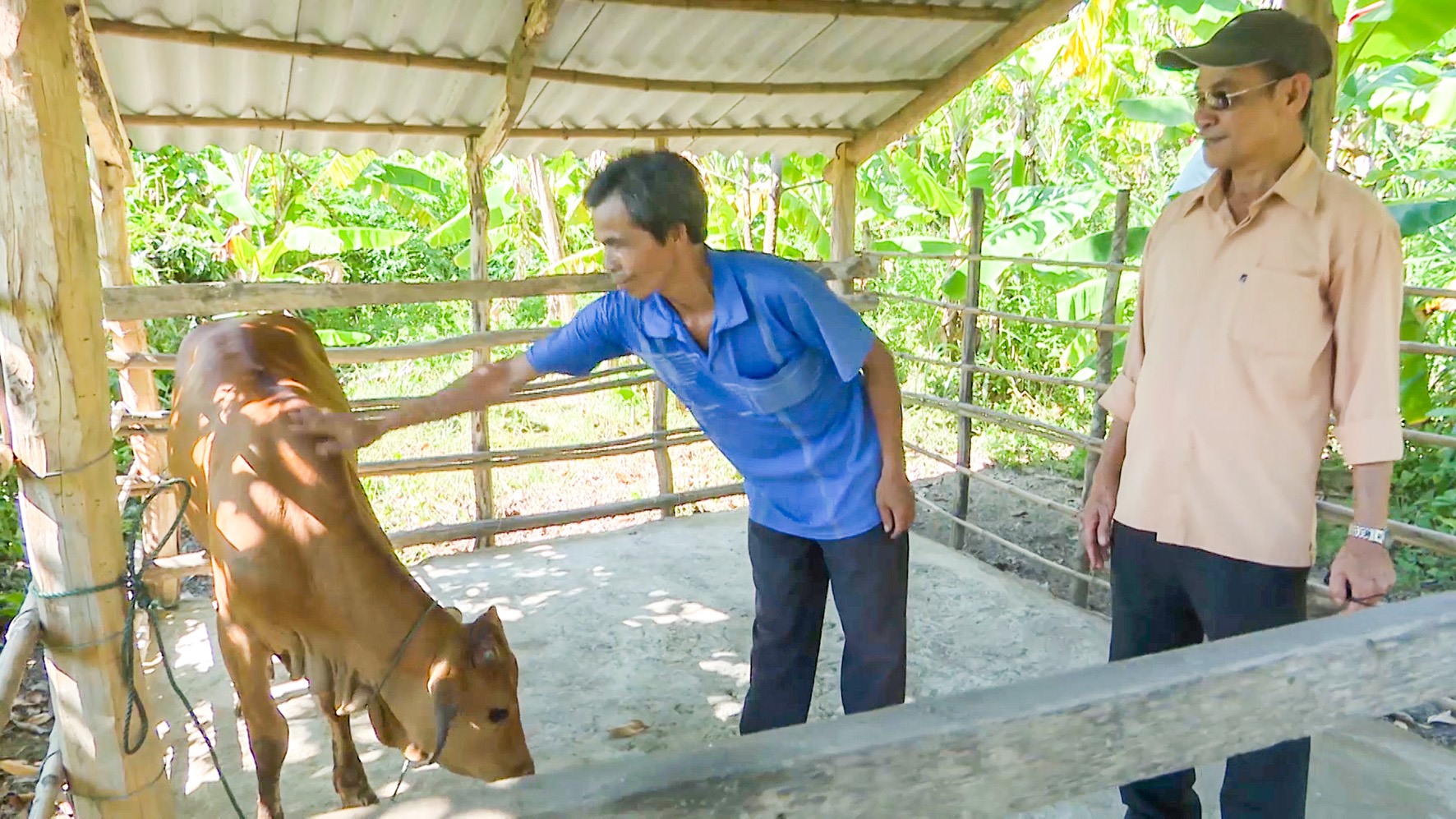 Gia đình nạn nhân bom mìn ở Cam Tuyền được hỗ trợ bò để phát triển chăn nuôi- Ảnh: A.V