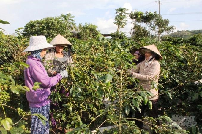 Cây cà phê là nguồn thu nhập chính cho nhiều nông dân huyện Hướng Hóa. Ảnh: Công Điền.
