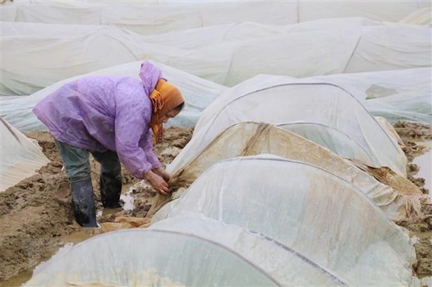 Nông dân che phủ nylon để chống rét cho mạ xuân. (Ảnh: Đức Phương/TTXVN)