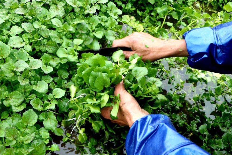 Nhờ có nguồn nước ngầm mát lành từ giếng cổ mà người dân xã Gio An đã trồng được loại rau liệt đặc sản nức tiếng khắp trong huyện, ngoài tỉnh về độ sạch. Ảnh: P Đạt.