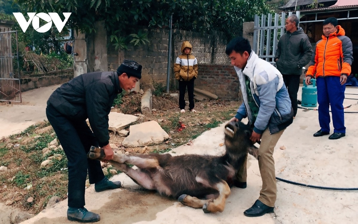 Gia súc chết do rét đậm, rét hại tại Lai Châu