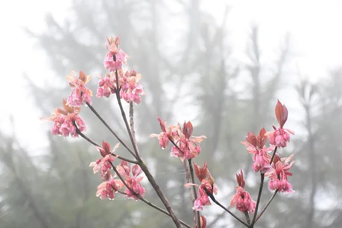 Những bông hoa hình chiếc chuông nhỏ, ngậm đầu sương sớm.