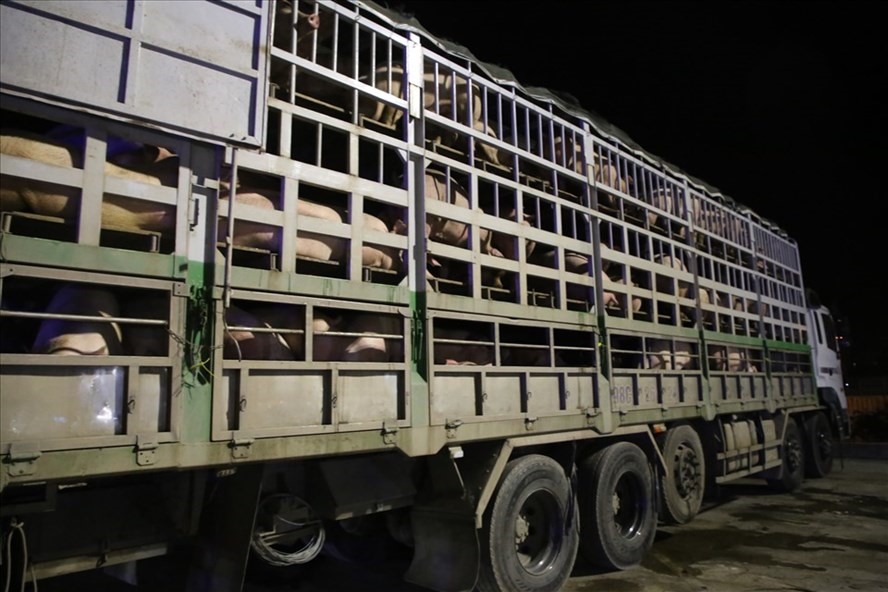 Xe chở lợn nhập khẩu buộc phải di chuyển về khu cách ly để phòng dịch, nhưng không được thực hiện mà chạy thẳng ra thị trường. Ảnh: HT