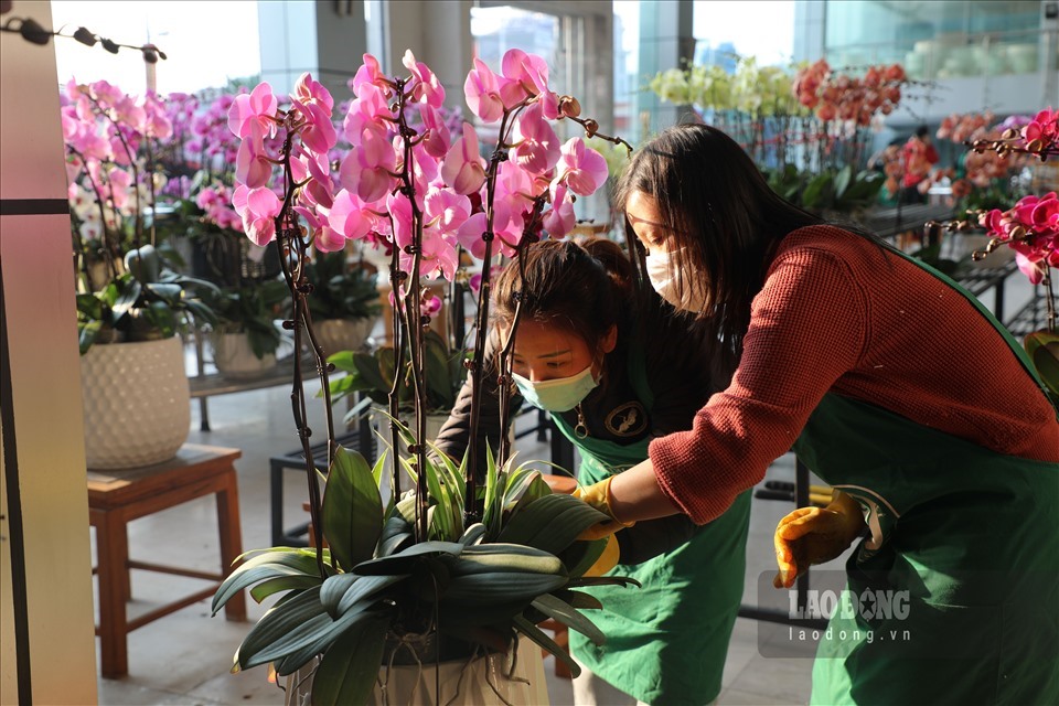 Tết Nguyên đán Tân Sửu 2021 đang cận kề, thị trường hoa ngày càng trở nên sôi động. Để kịp nhu cầu cung ứng ra thị trường dịp Tết, các chủ nhà vườn đang phải tận dụng tối đa nguồn nhân vật lực để kịp đưa ra thị trường những mẫu hoa đẹp và chất lượng nhất.