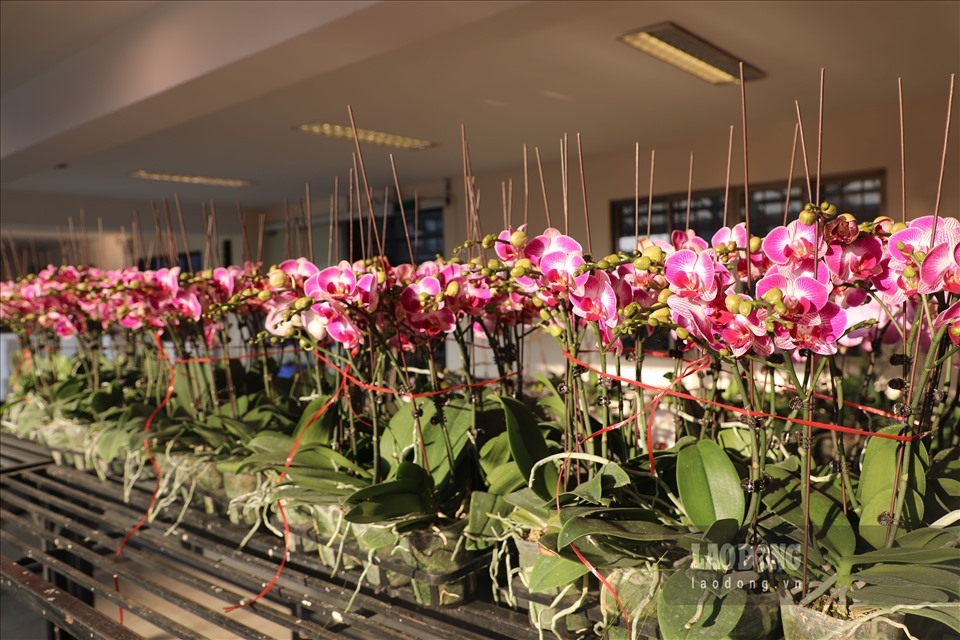 Anh Minh Anh - nhân viên siêu thị hoa có tên Anh Trí cho biết, lan hồ điệp được nhập khẩu trực tiếp từ Đài Loan (TQ) với chất lượng giống tốt, được tách mầm bệnh từ cây bố mẹ, sau đó được chuyển về trồng và chăm sóc tại Đan Phượng, Hà Nội.