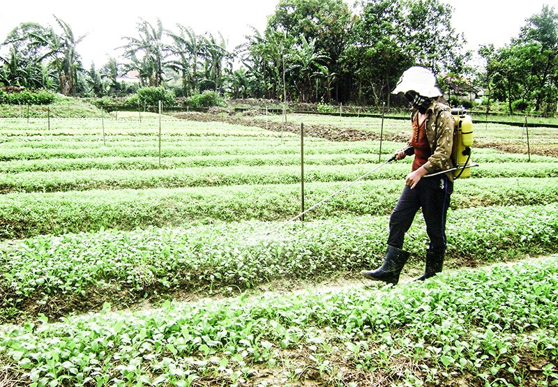 Người trồng rau ở phường Đông Thanh nỗ lực chăm sóc vườn rau - Ảnh: H.G​
