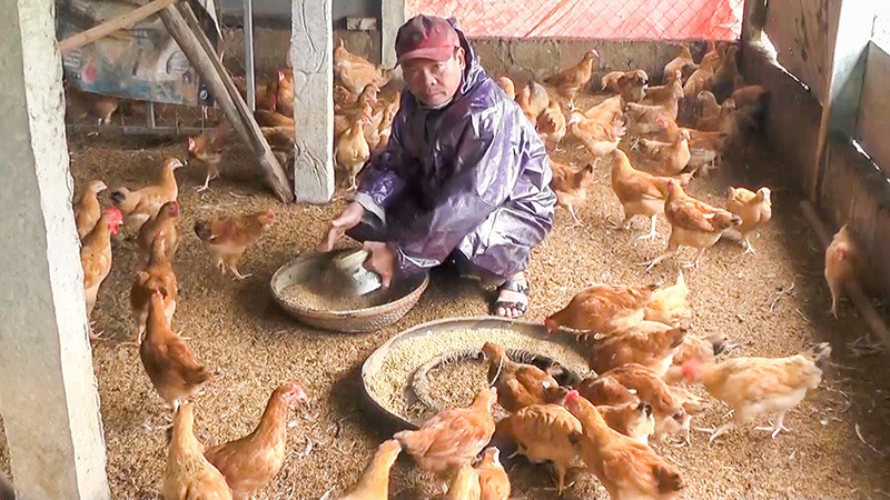 Mô hình nuôi gà bằng công nghệ sinh học của anh Võ Đổng mang lại hiệu quả kinh tế cao -Ảnh: THANH HẰNG