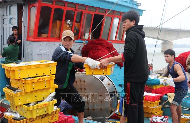 Ngư dân Quảng Trị vận chuyển cá sòng lên bờ.