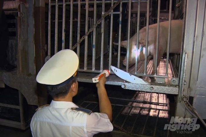 Nhập khẩu lợn sống từ Thái Lan qua cửa khẩu Lao Bảo liên tục tăng cao thời gian qua. Ảnh: CĐ