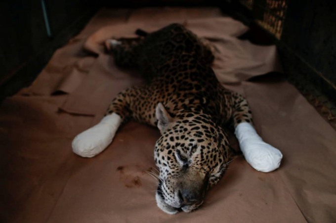 Chú báo đốm có tên Ousado được điều trị vết bỏng trên bàn chân sau một trận hỏa hoạn ở Pantanal. Ảnh: Reuters