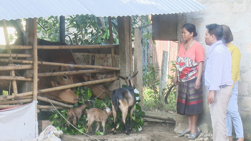 Mô hình chăn nuôi giúp người dân xã Tà Rụt, huyện Đakrông cải thiện thu nhập -Ảnh: T.L​