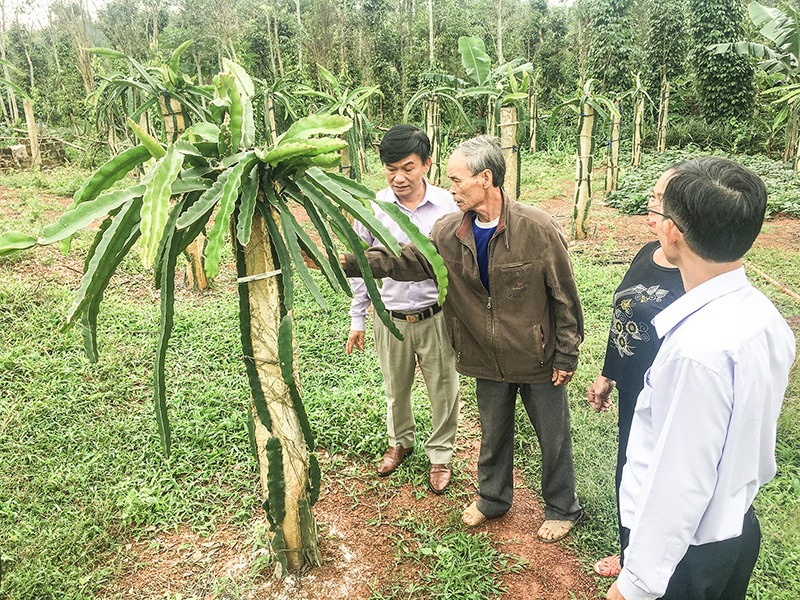 Lãnh đạo Hội Nông dân tỉnh kiểm tra mô hình trồng cây thanh long ruột đỏ ở xã Vĩnh Thủy, Vĩnh LinhẢnh: H.N.K