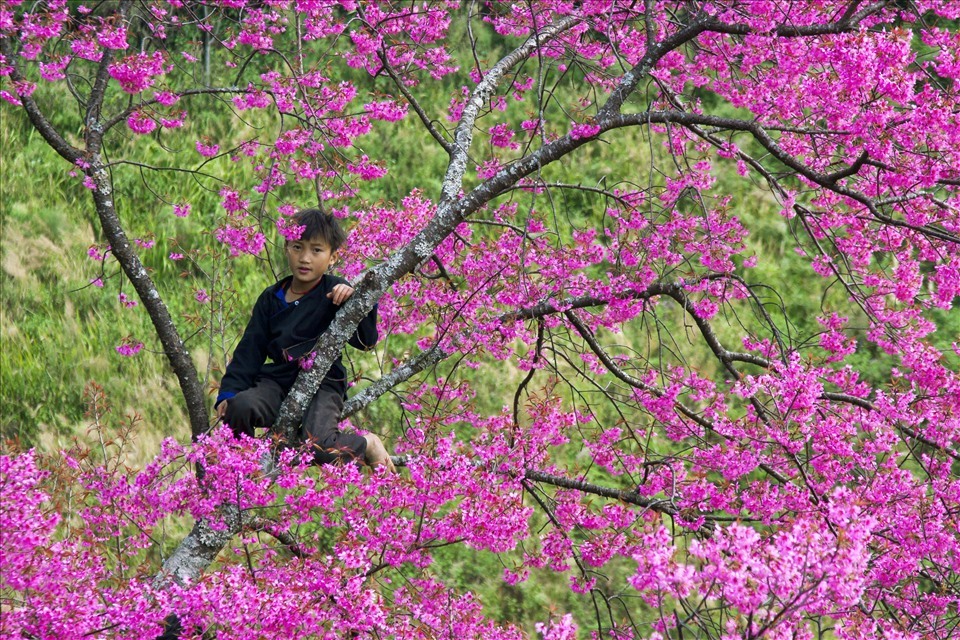 Một em bé người Mông ngồi giữa sắc hồng rực của hoa Tớ Dày.