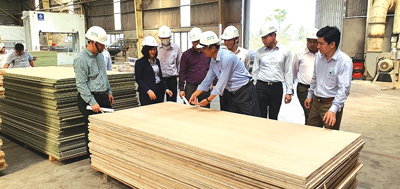 Rừng trồng gỗ lớn được bán theo giá gỗ xẻ, gỗ chế biến sẽ mang lại hiệu quả kinh tế cao hơn-Ảnh: LA​
