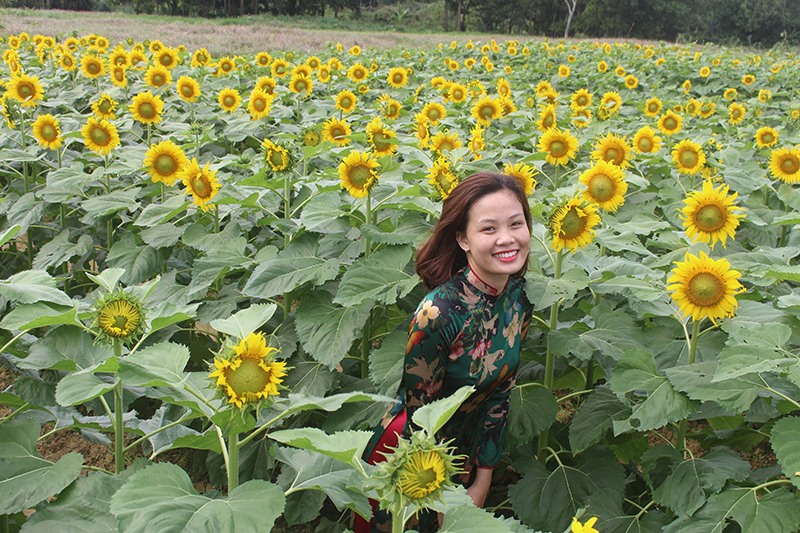 Thiếu nữ bên cánh đồng hoa Hướng dương tại Quảng Trị - Ảnh: H.T​