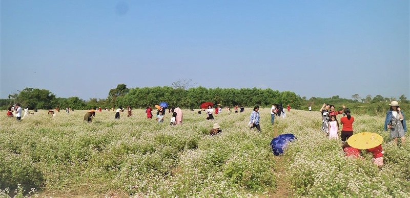 Địa điểm “check in” mới của nhiều bạn trẻ tại cánh đồng hoa tam giác mạch ở xã Triệu Giang, huyện Triệu Phong - Ảnh: H.T​