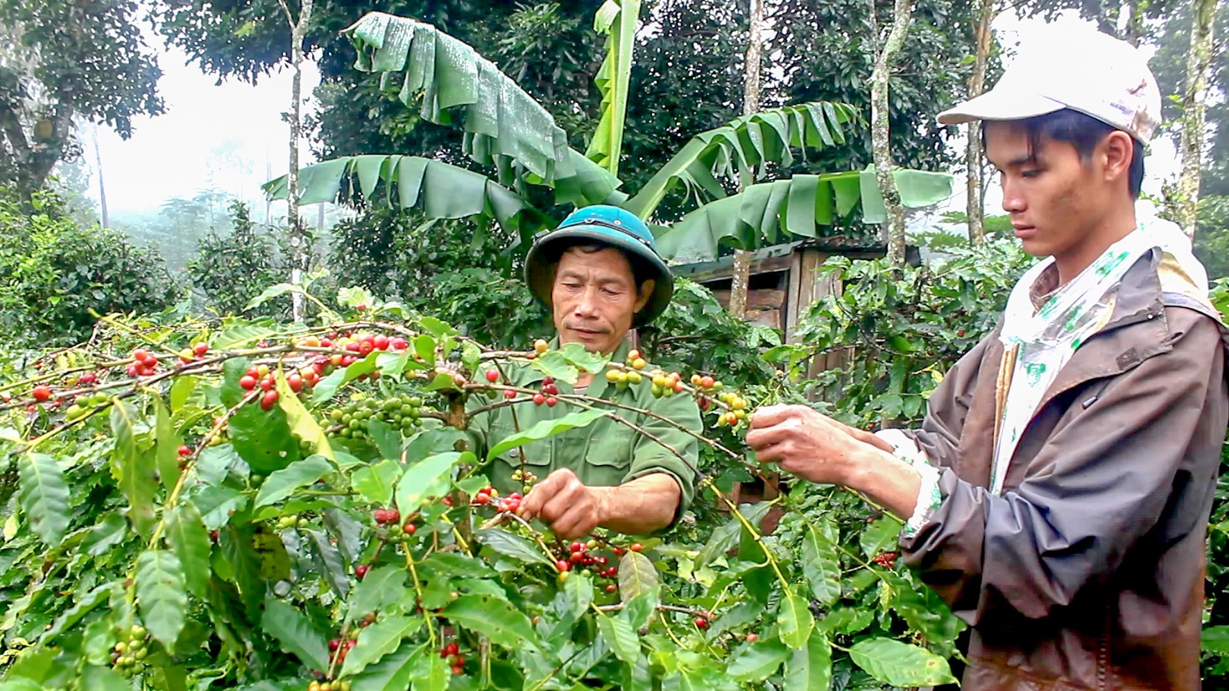 Người dân thị trấn Khe Sanh thu hoạch cà phê - Ảnh: L.T​