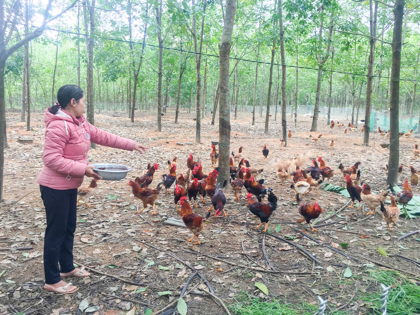 Mô hình chăn nuôi gà đồi ở xã Vĩnh Chấp ứng dụng kết quả nghiên cứu đề tài gà ri lai vàng rơm của Hội Nông dân tỉnh - Ảnh: H.V.A ​