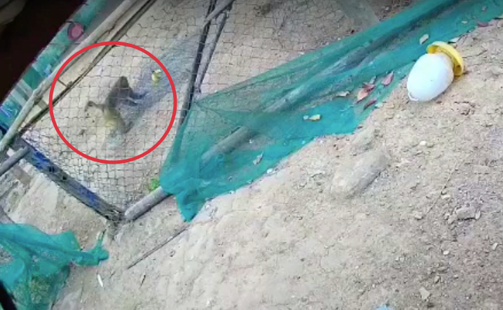 Cá thể khỉ mặt đỏ xuất hiện ở nơi chăn nuôi gia cầm của một hộ dân – Ảnh cắt từ camera an ninh