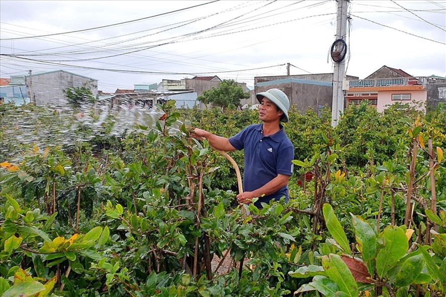 Người trồng mai ở thôn Háo Đức (xã Nhơn An, thị xã An Nhơn, tỉnh Bình Định) đang tất bật chăm sóc cây để kịp bán Tết. Ảnh: N.T